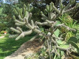 Image de Cylindropuntia imbricata (Haw.) F. M. Knuth