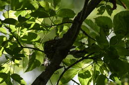 Image of gnatcatchers