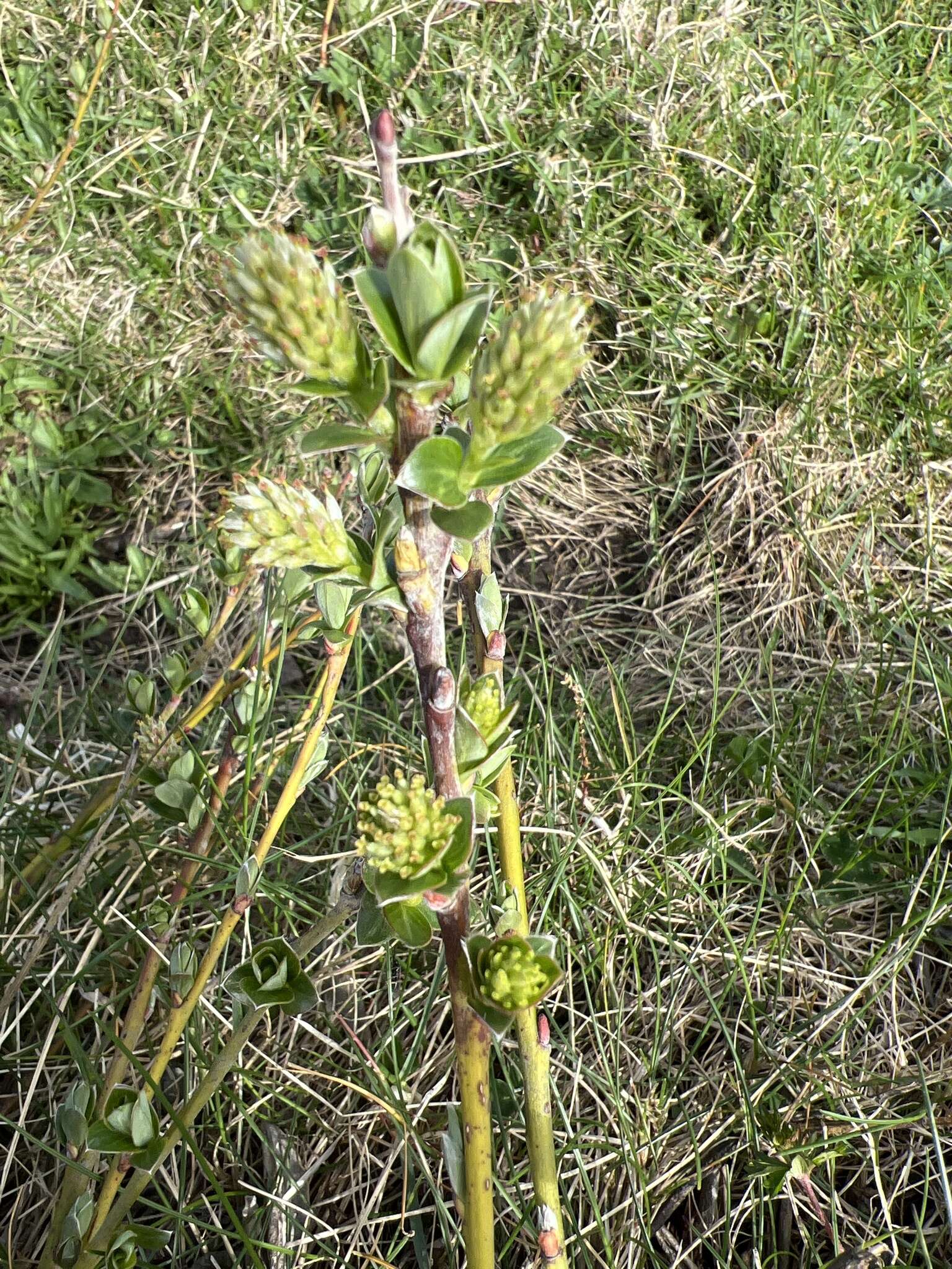 Image of creeping willow