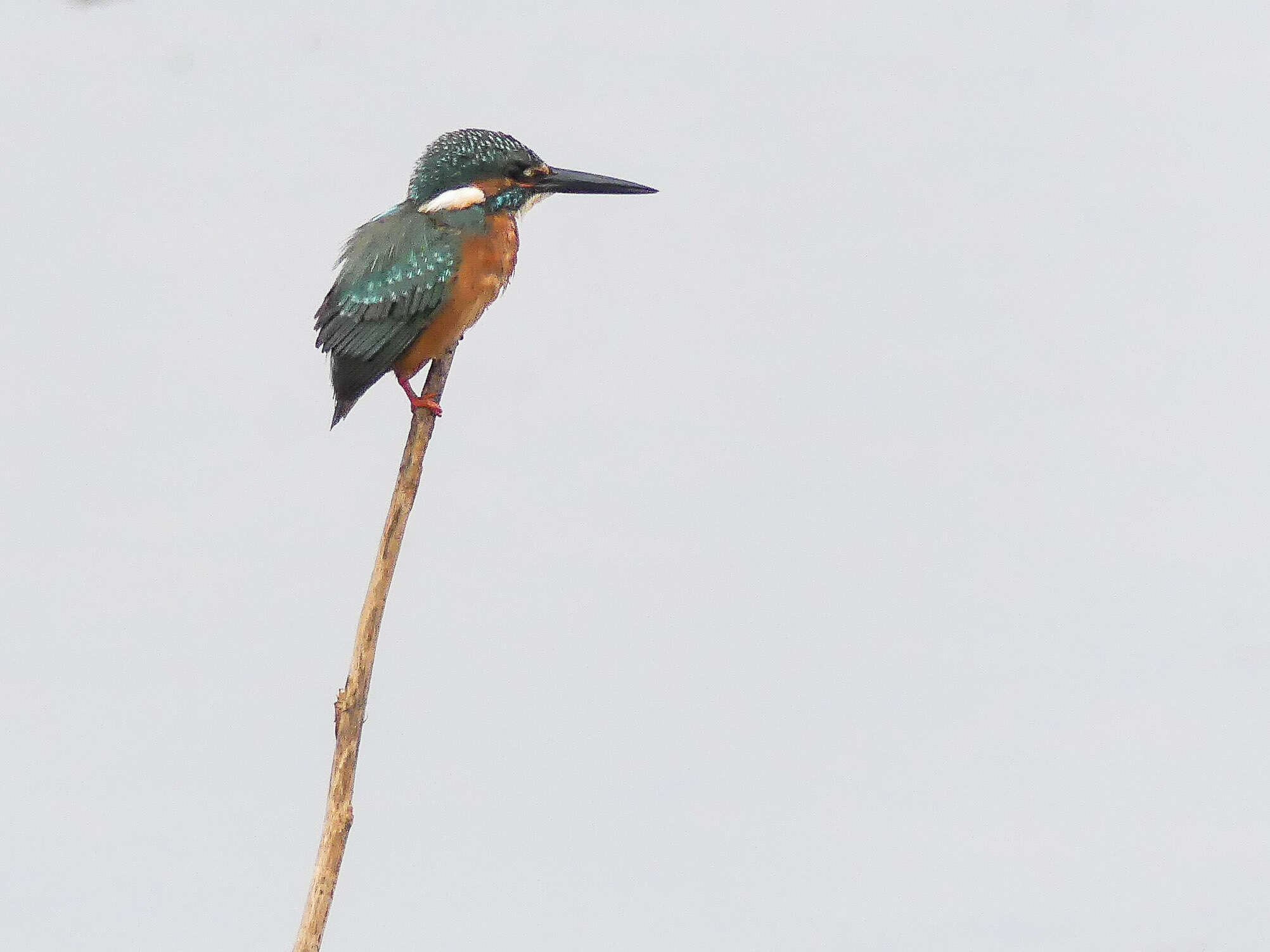 Image of Common Kingfisher