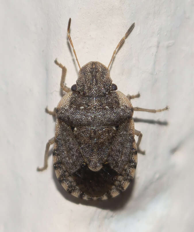 Sciocoris sideritidis resmi