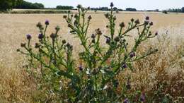 Image of Cotton Thistle