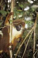 Image of Red-bellied Lemur