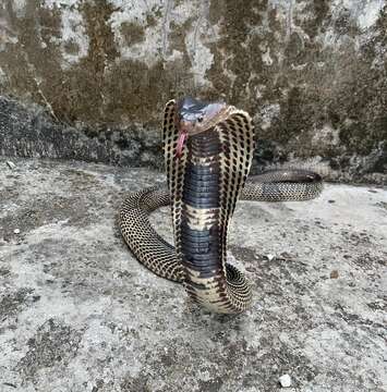 Image of Burmese Spitting Cobra