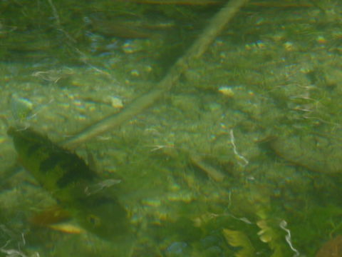 Image of Tucunare