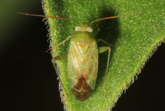 18.https www inaturalist org photos 5877236.580x360