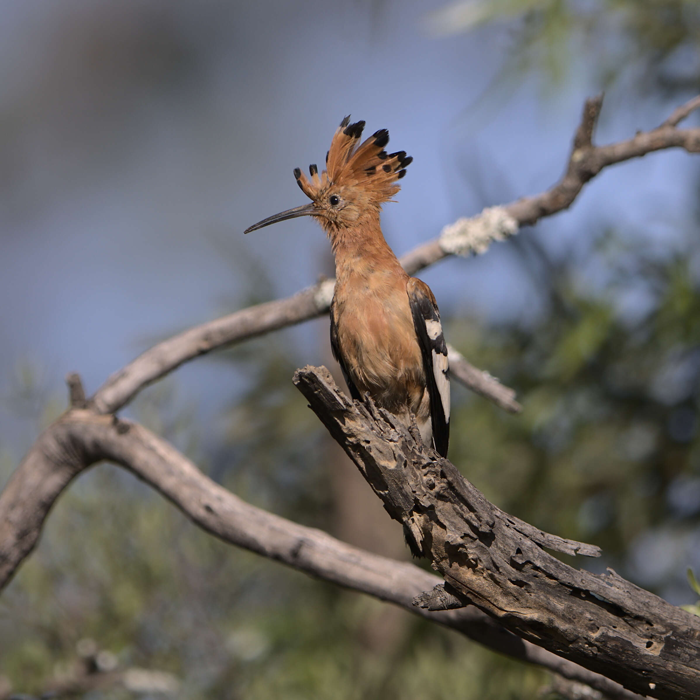 Image of African Hoopoe