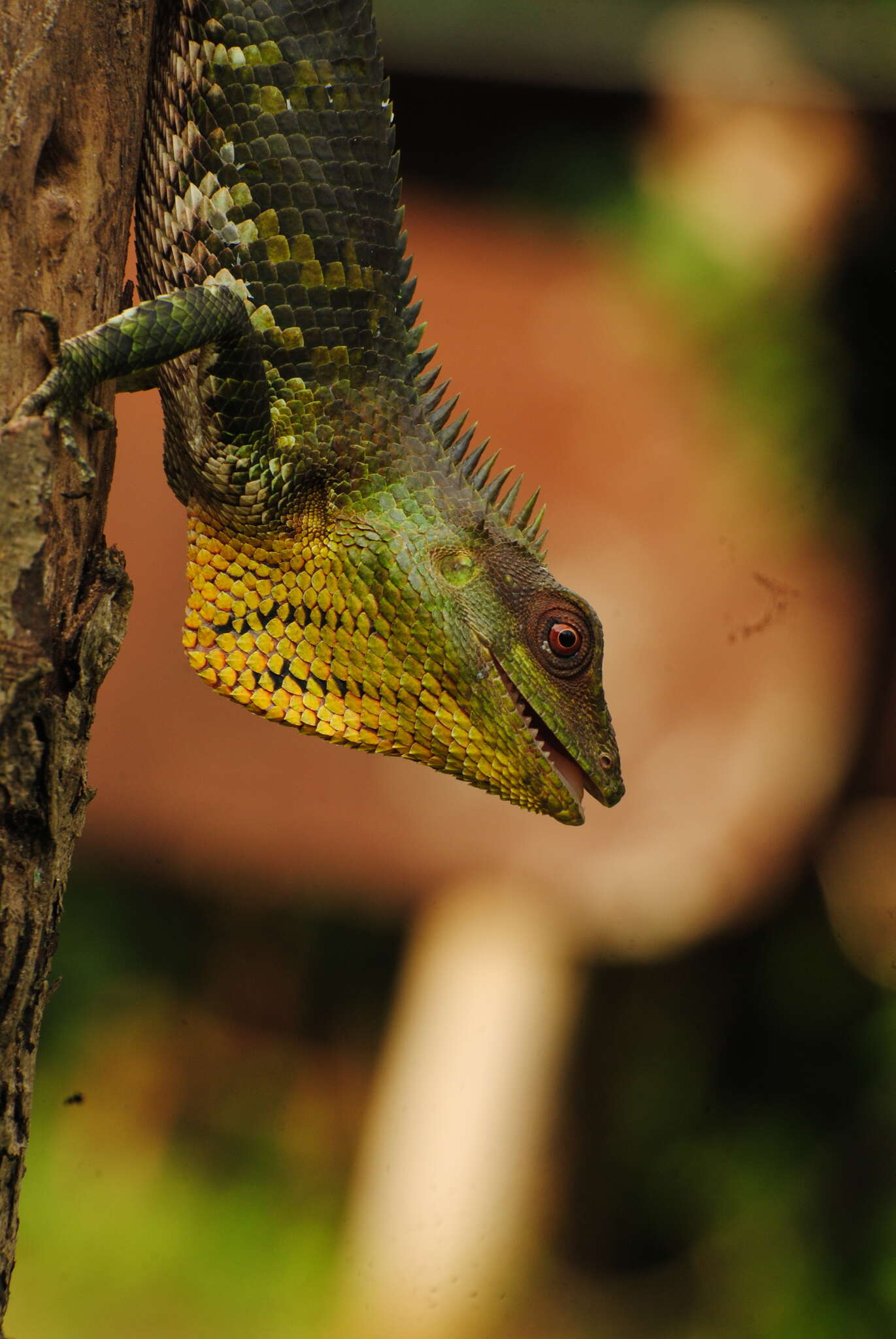 صورة Calotes nemoricola Jerdon 1853