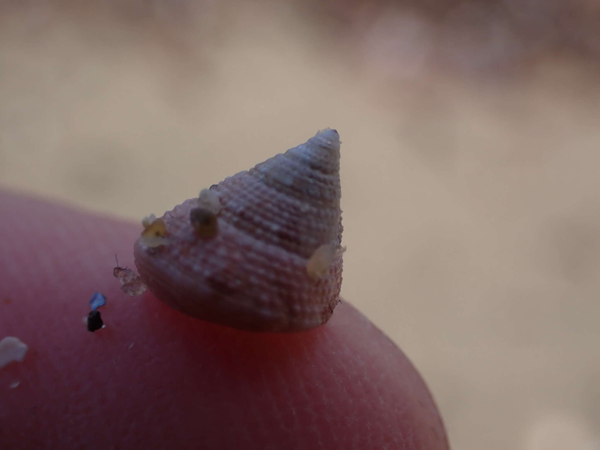 Image de Calliostoma legrandi (Tenison Woods 1876)