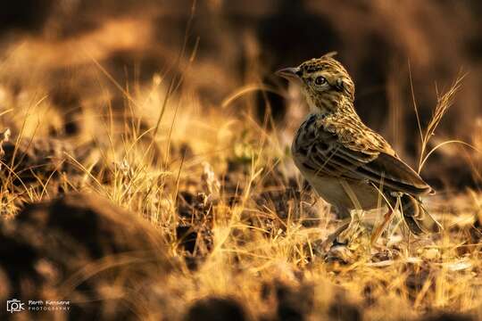 Image of Indian Bush Lark