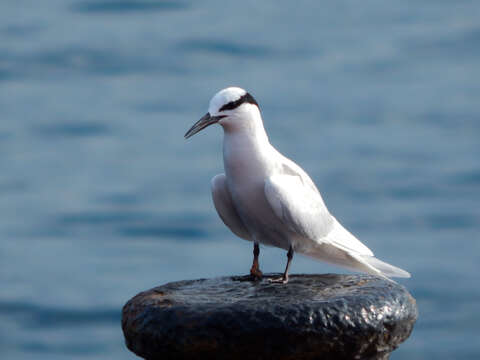 Image of Black-naped Tern