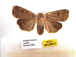 صورة Abagrotis alternata Grote 1864