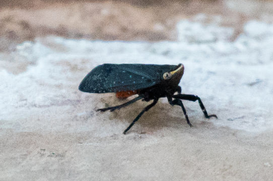 Image of <i>Poblicia fuliginosa</i>