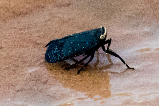 Image of <i>Poblicia fuliginosa</i>