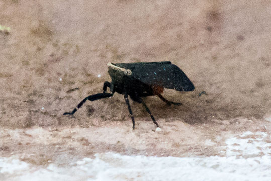 Image of <i>Poblicia fuliginosa</i>