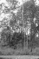 Image of Corymbia tessellaris (F. Müll.) K. D. Hill & L. A. S. Johnson