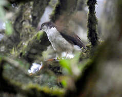 Image of White-breasted Hawk