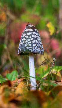 Imagem de Coprinopsis picacea (Bull.) Redhead, Vilgalys & Moncalvo 2001