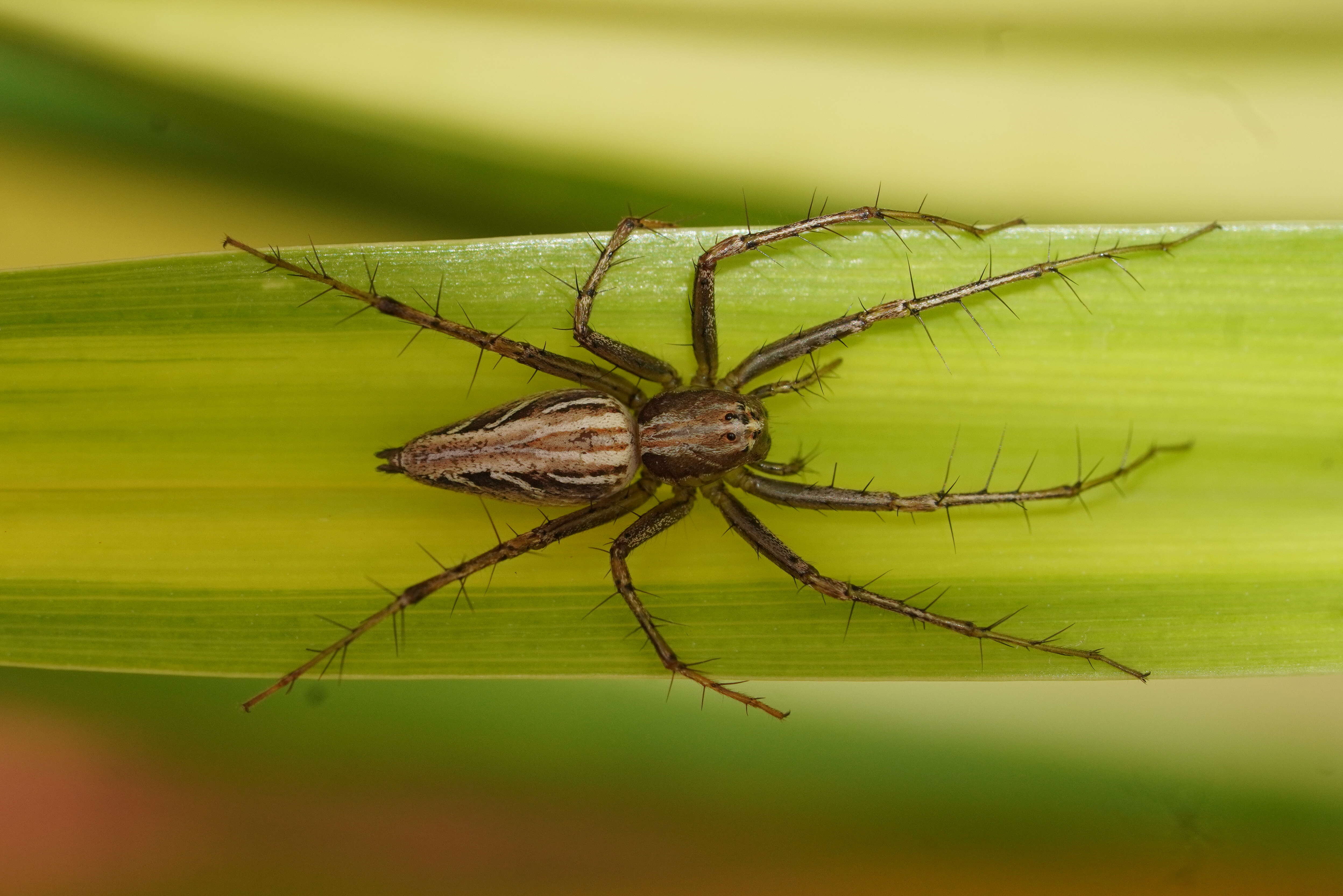 Image of lynx spider