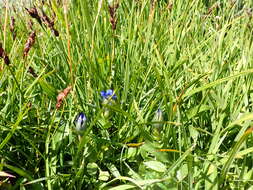 Image of Bog Gentian