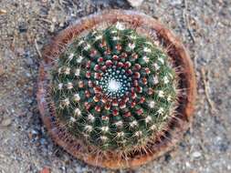 Image of Cactus