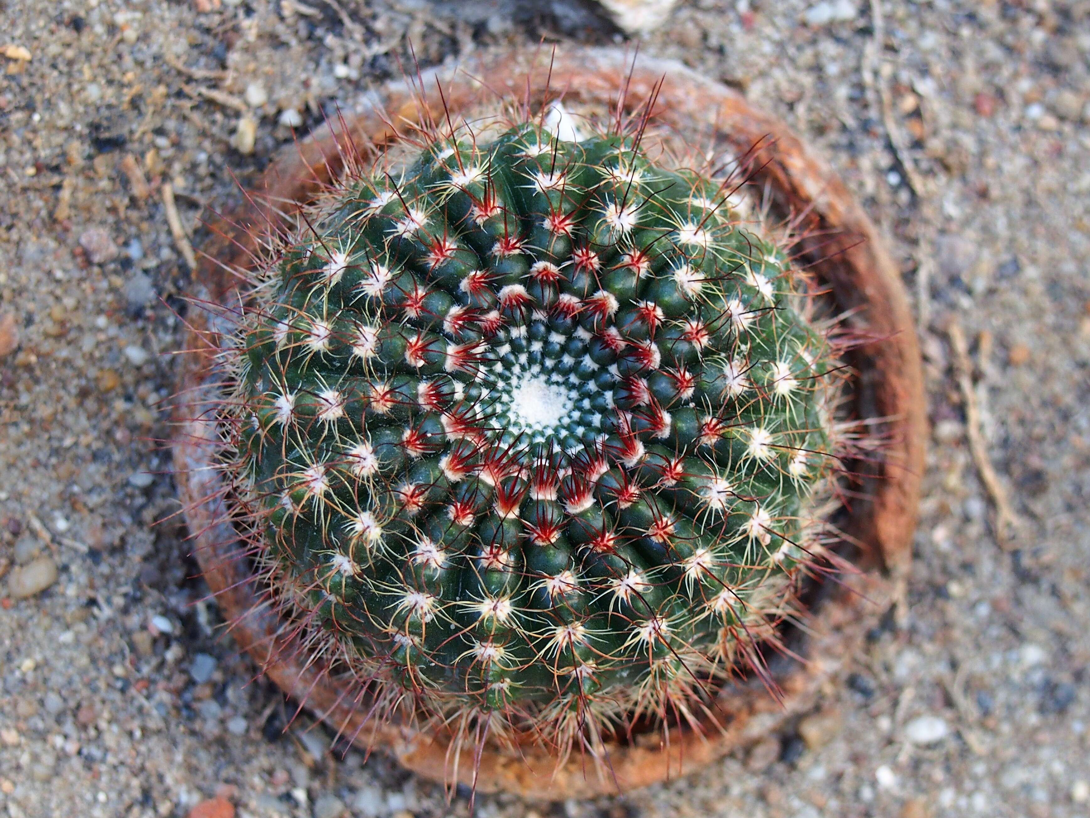 Image of Cactus