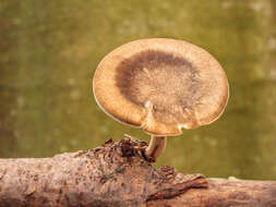 Image of Lentinus brumalis (Pers.) Zmitr. 2010