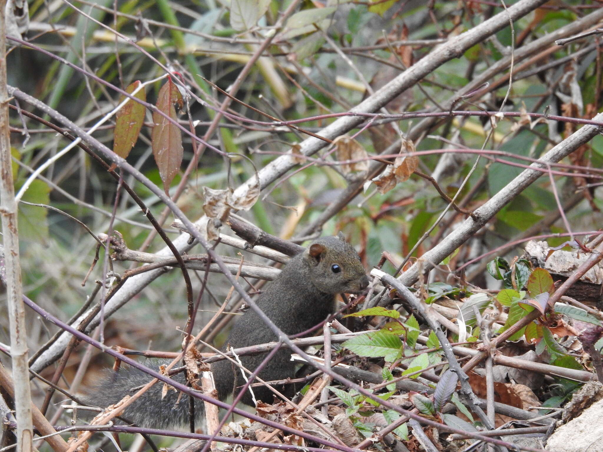 Image of Orange-bellied Himalayan Squirrel