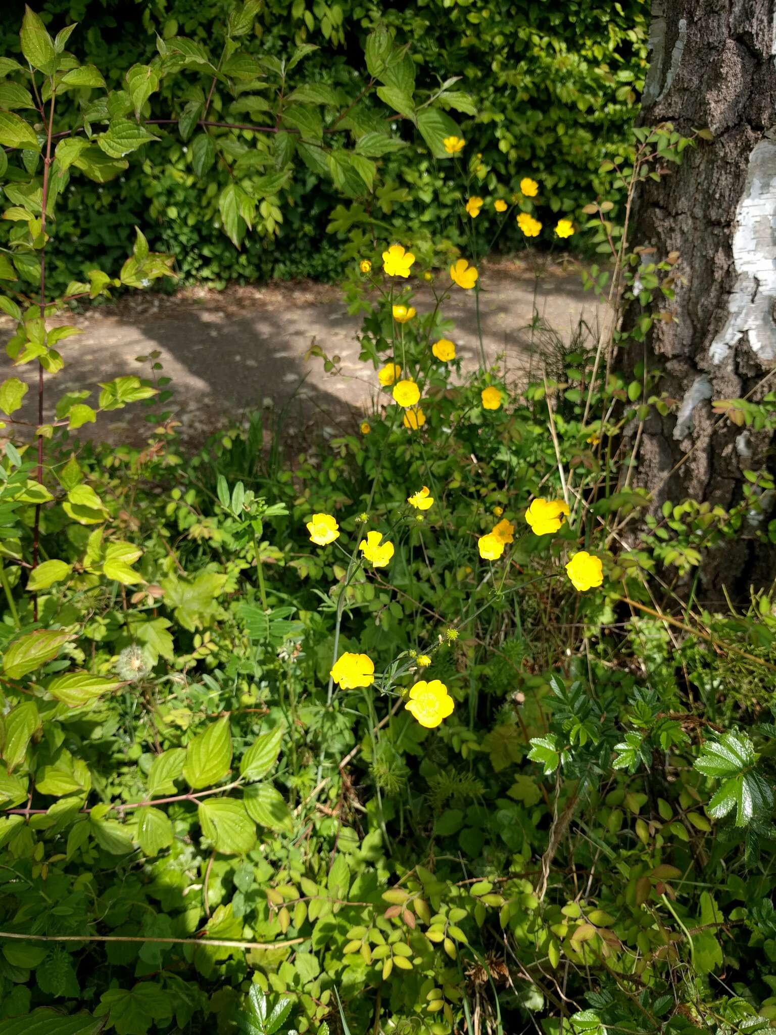 Plancia ëd Ranunculus acris L.