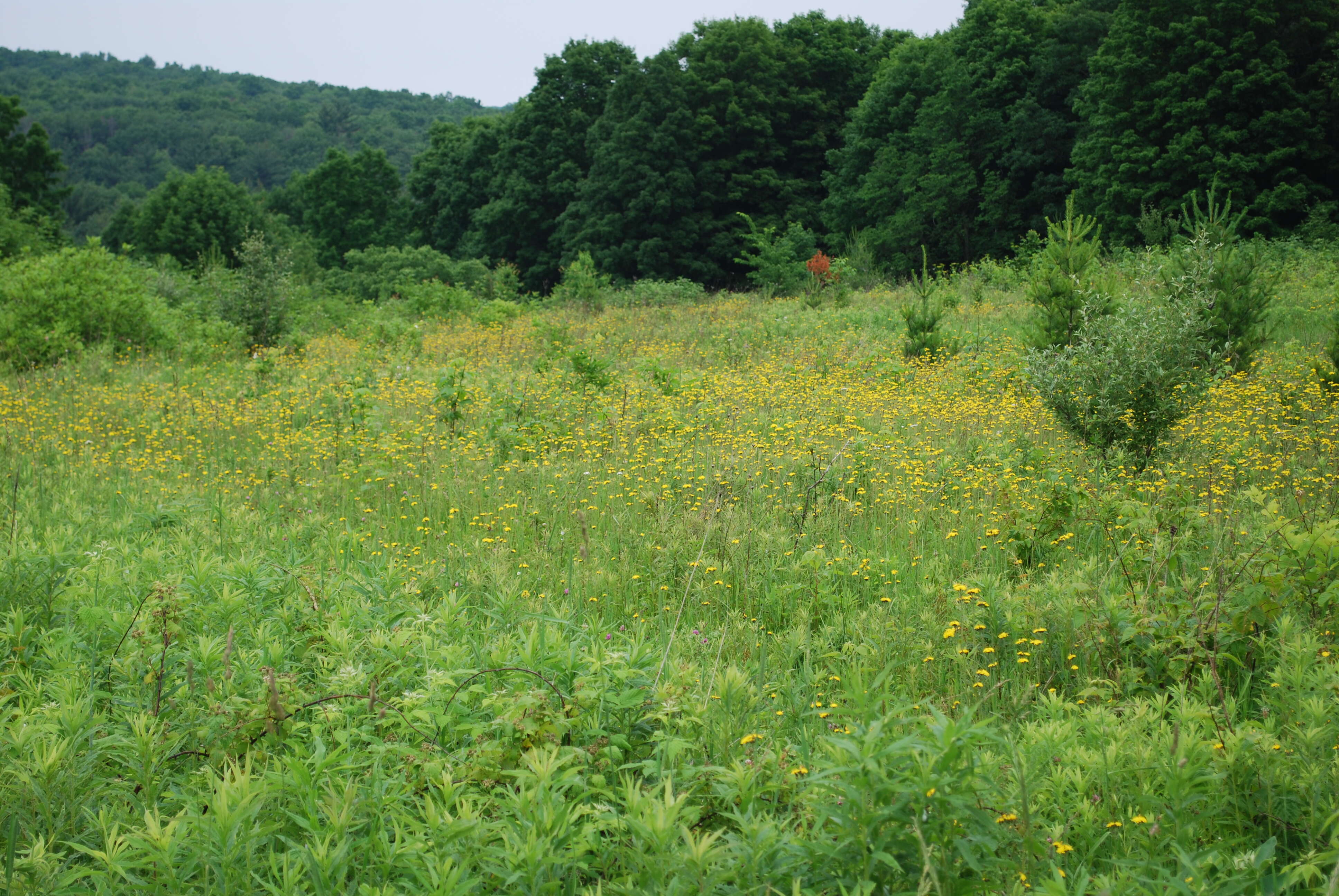 Image of hawkweed