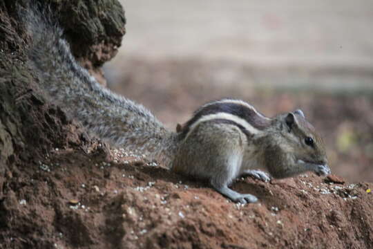 Image of Indian palm squirrel