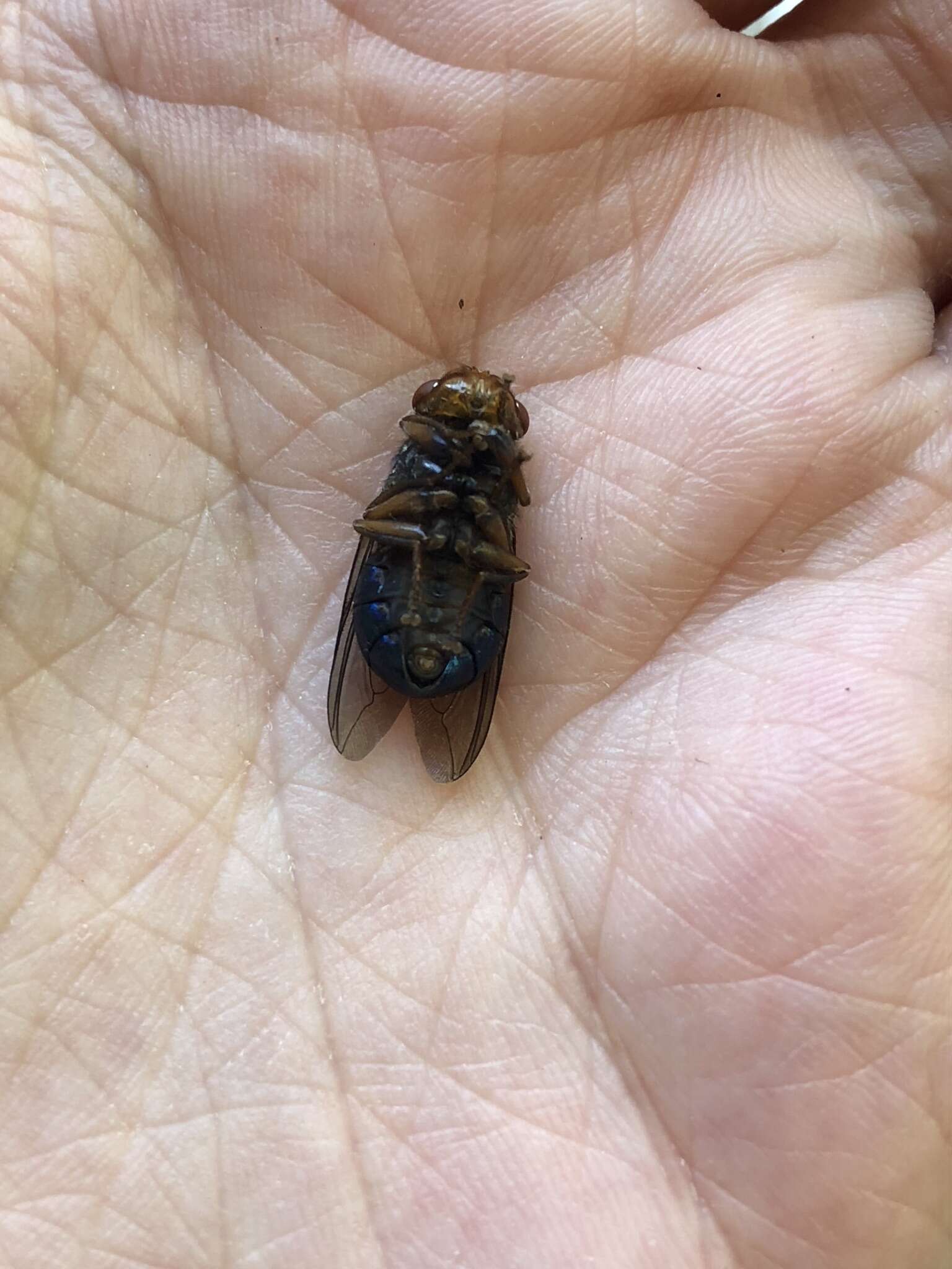 Image of Fly