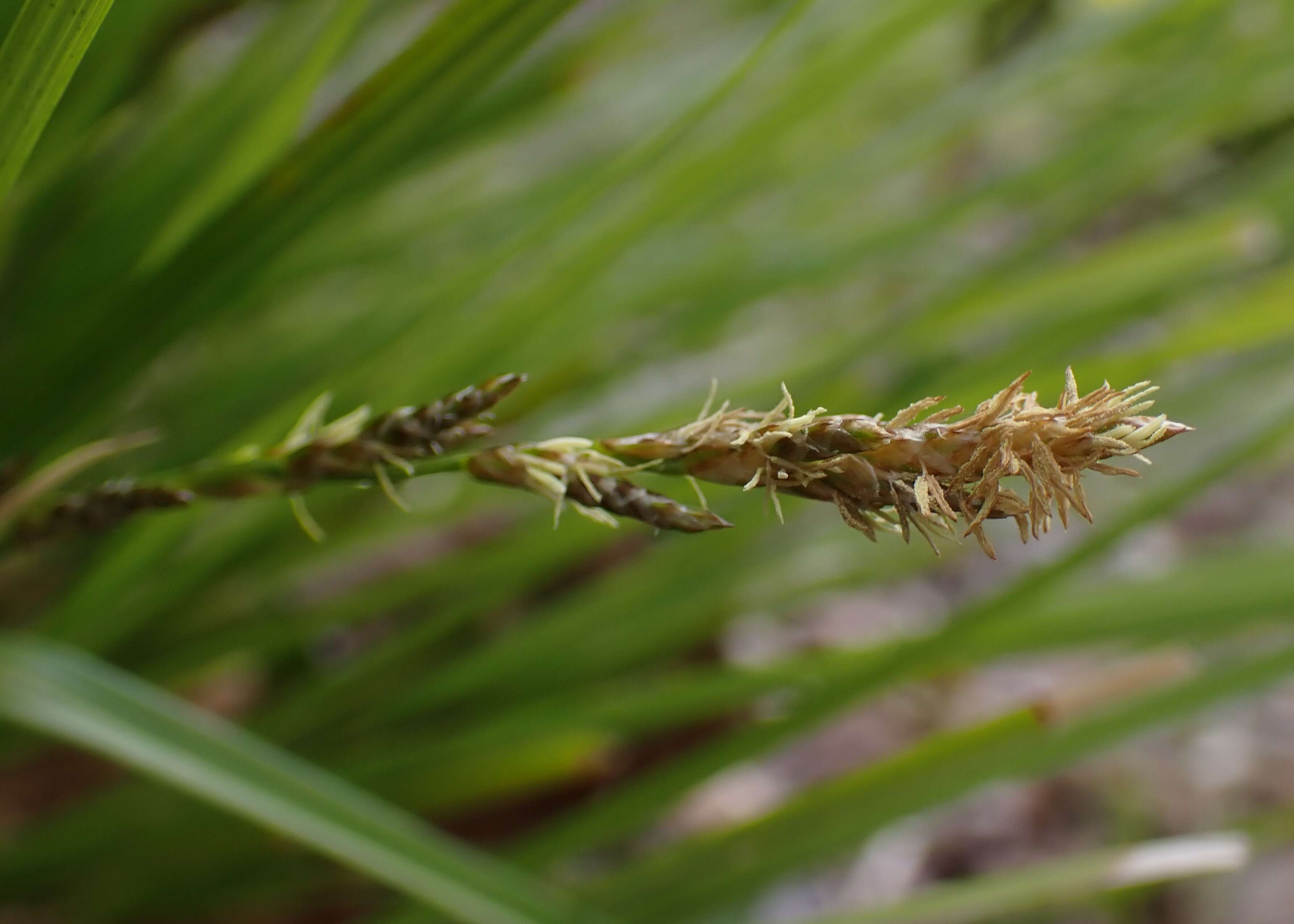 Image of fibrous tussock-sedge