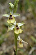 Image of Ophrys fuciflora subsp. lacaitae (Lojac.) Soó