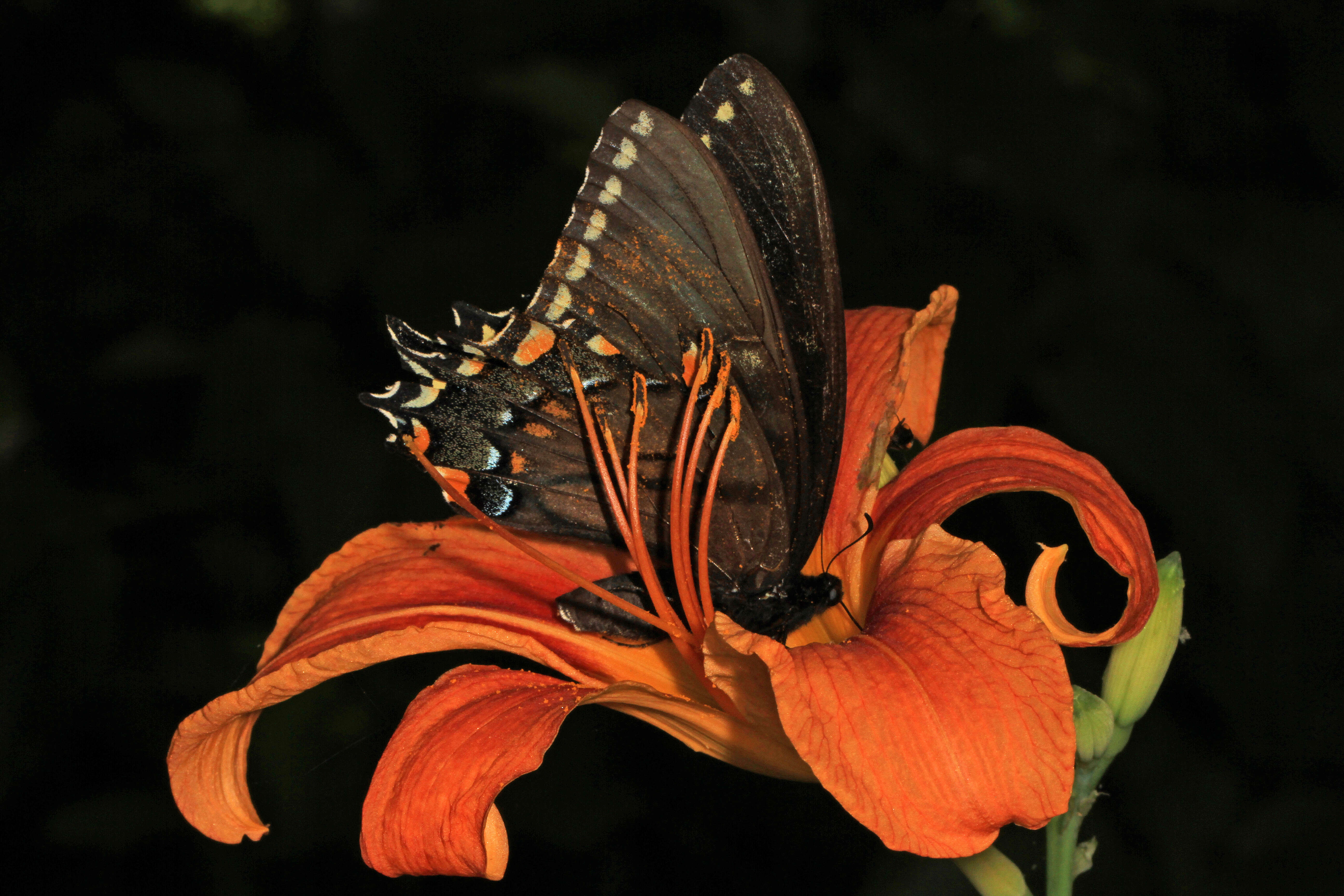 Image of Eastern Tiger Swallowtail