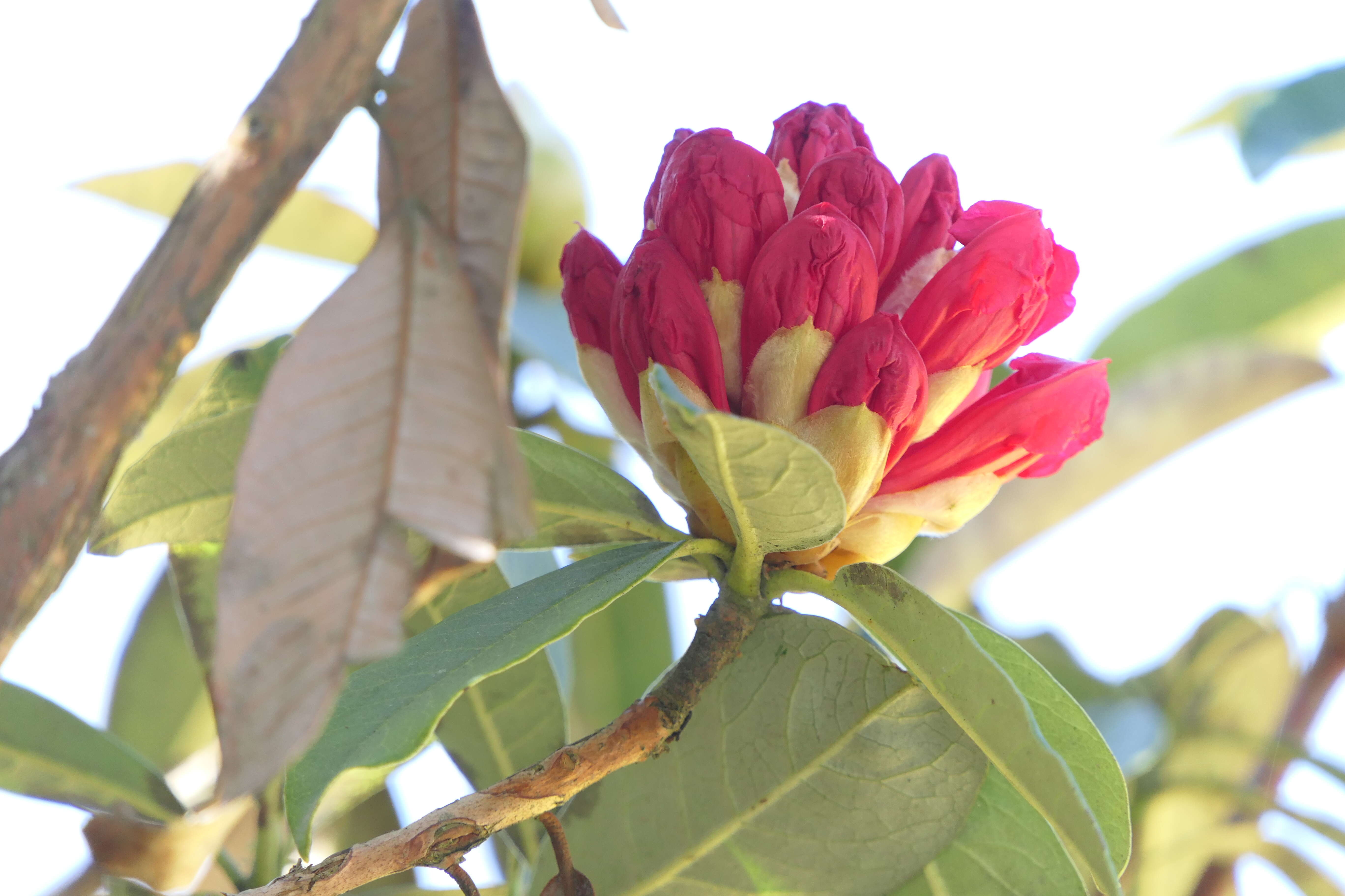 Image of Tree Rhododendron