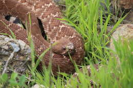 Image of Red Diamond Rattlesnake