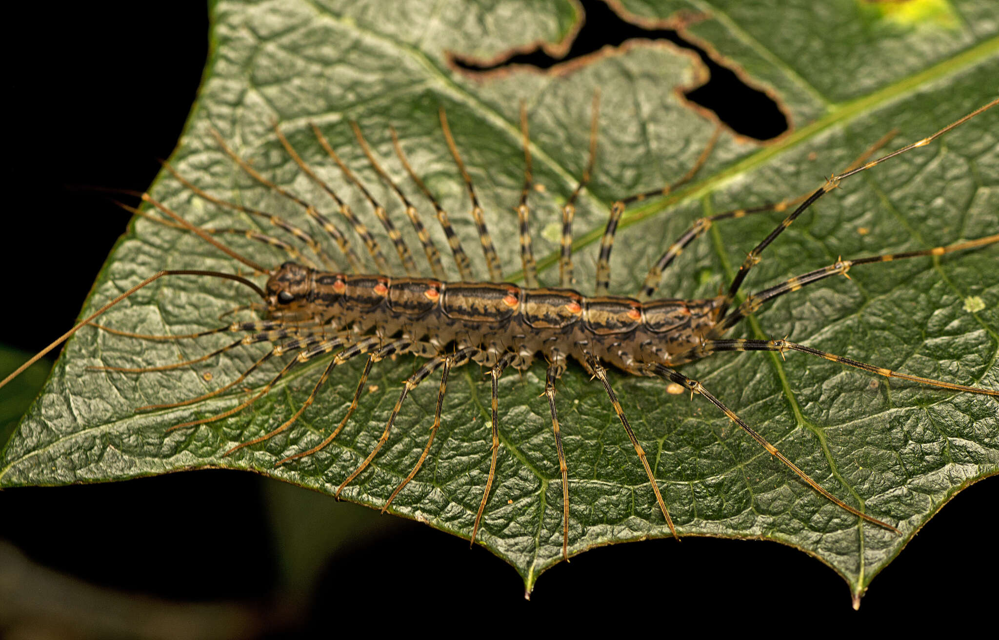 Image of Allothereua Verhoeff 1905