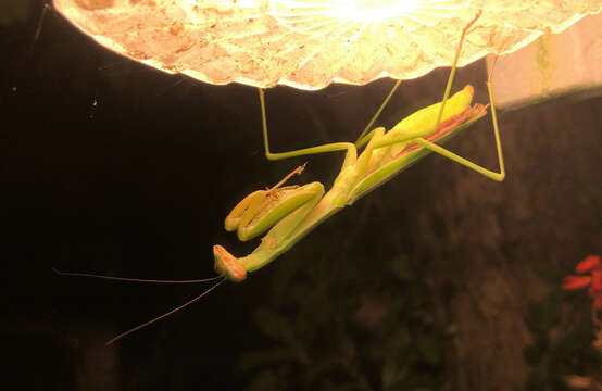 Image of Chinese Mantid