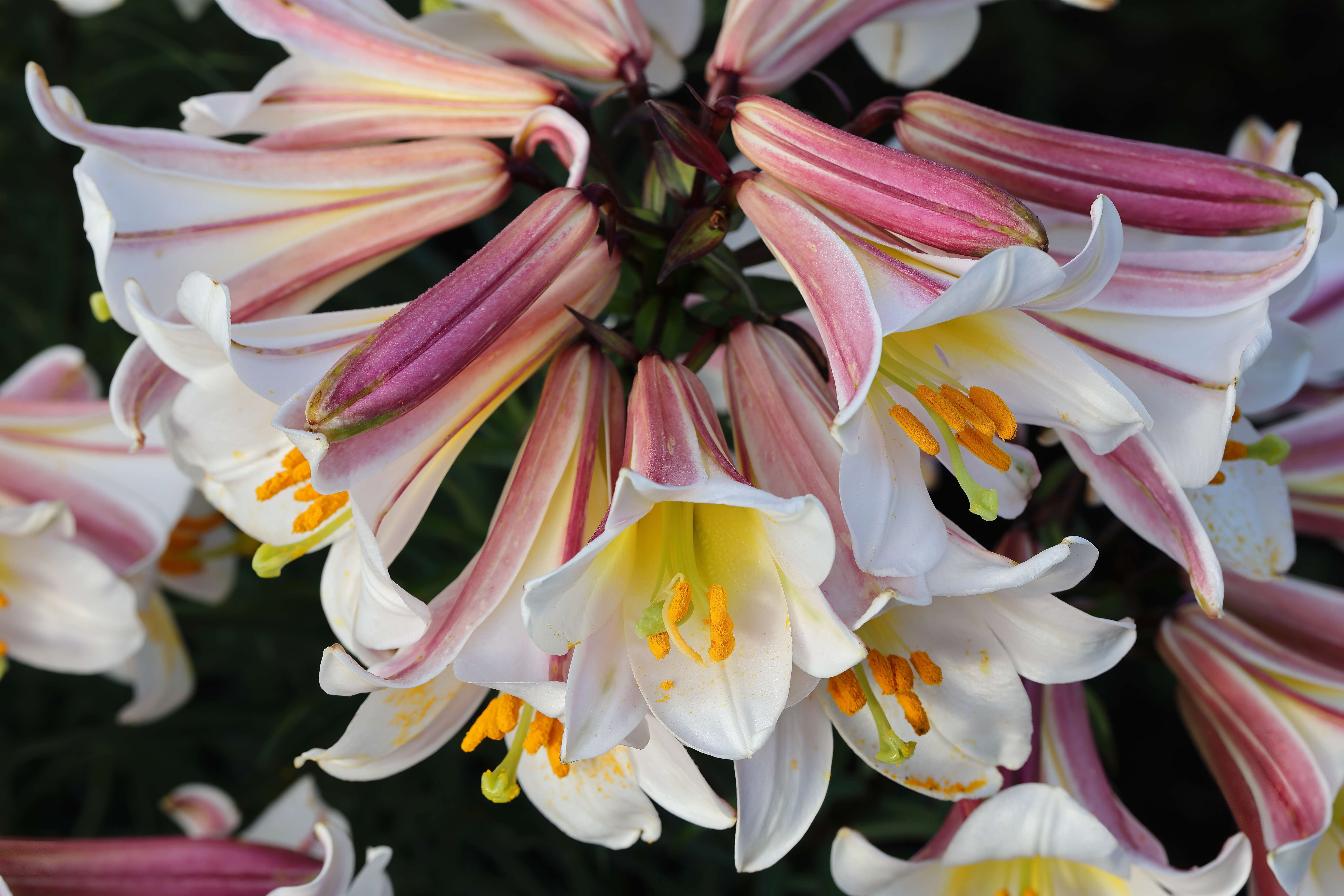 Imagem de Lilium regale E. H. Wilson