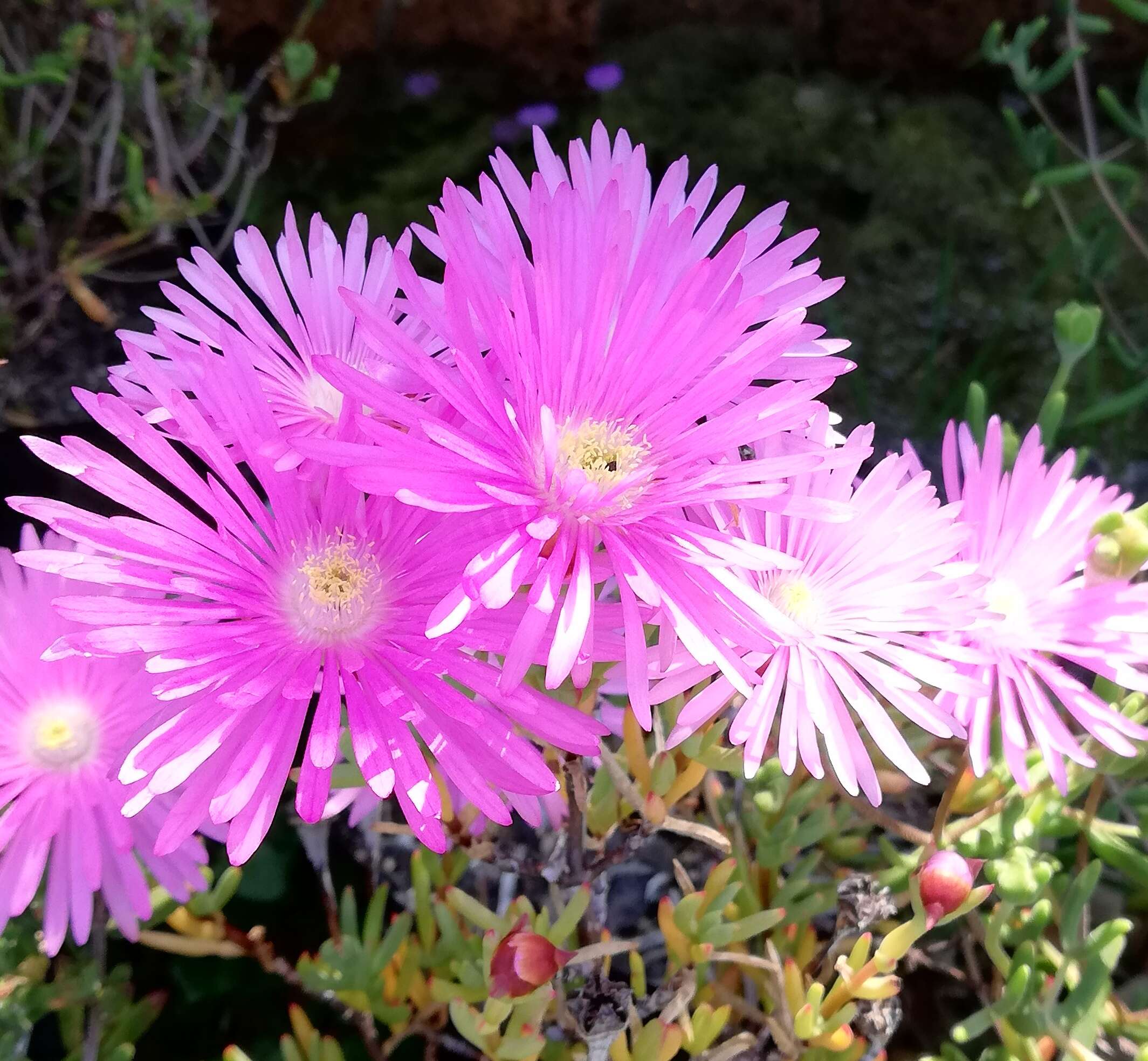 Imagem de Drosanthemum hispidum (L.) Schwant.