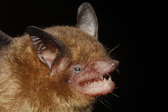 Image of Yucatan Yellow Bat
