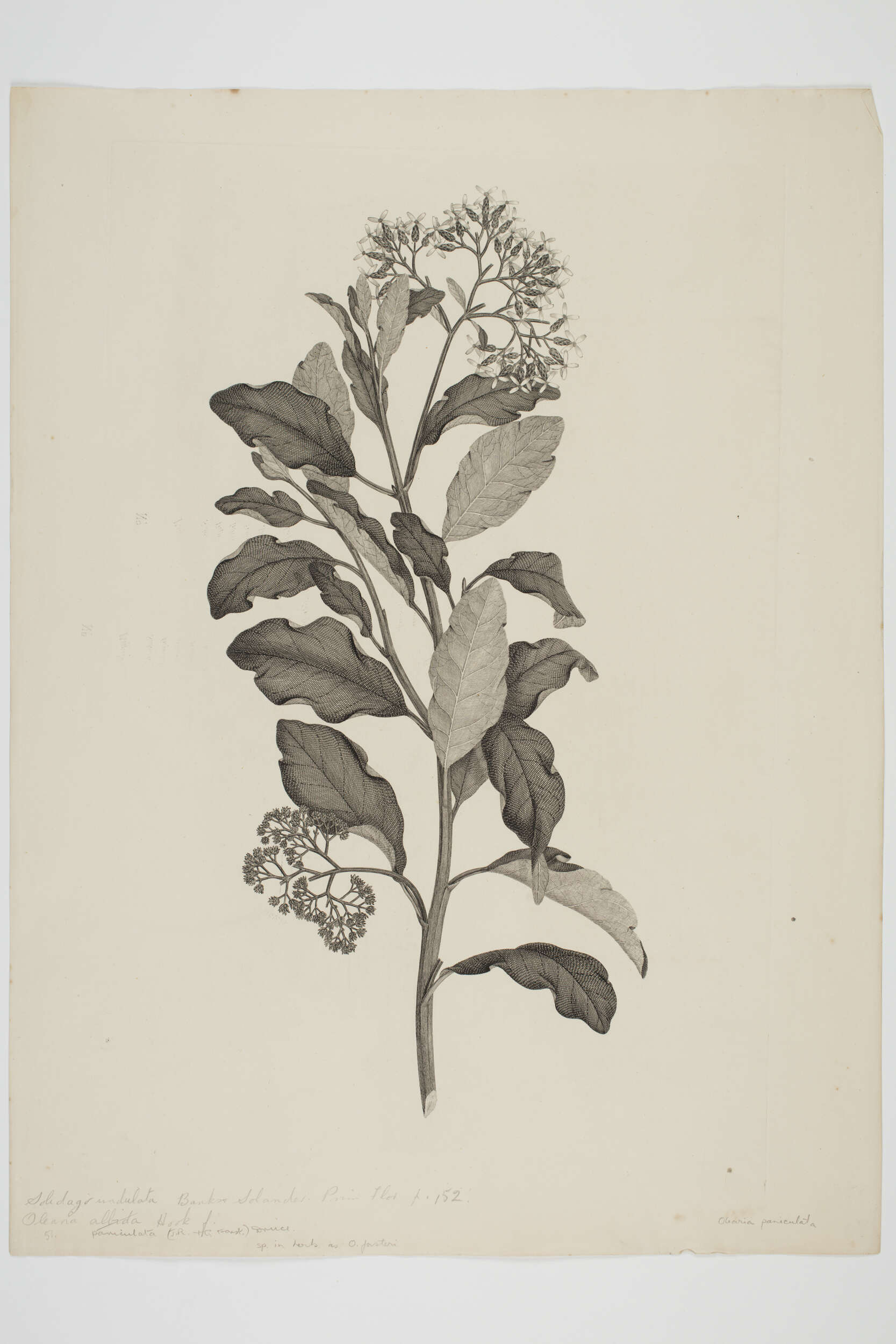 Слика од Olearia paniculata (J. R. & G. Forst.) Druce