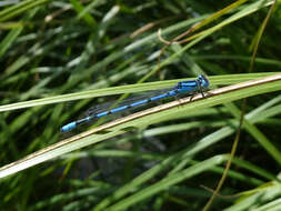 Image of Common Blue Damselfly