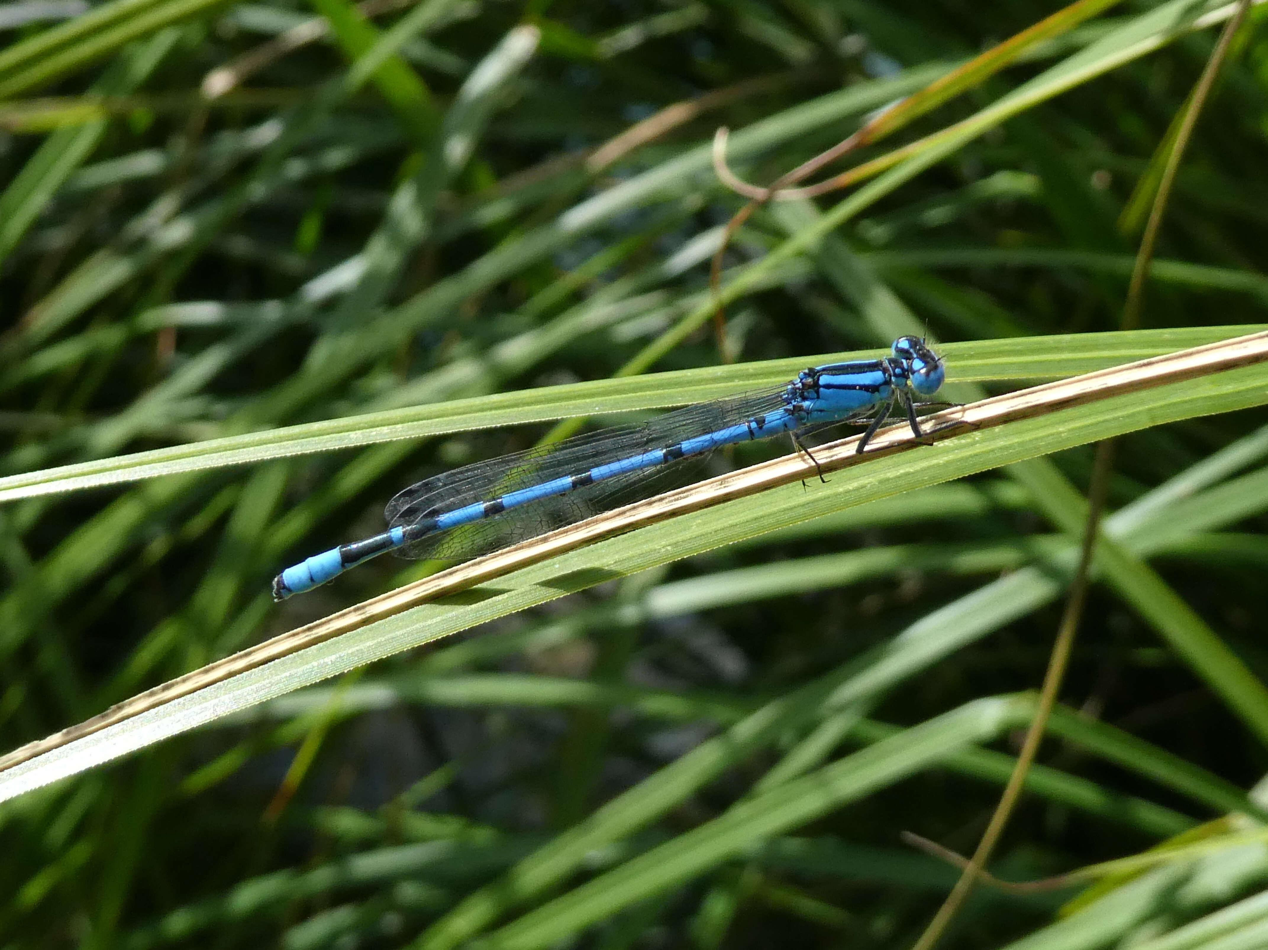 Image of Common Blue Damselfly