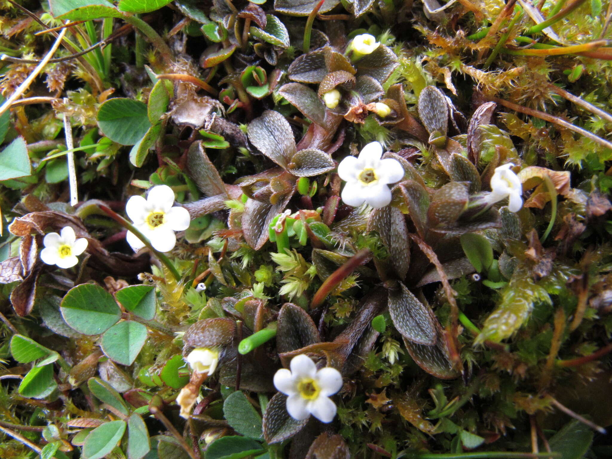 Image of Myosotis bryonoma Meudt, Prebble & Thorsen