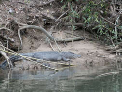 Image of Estuarine Crocodile