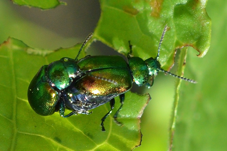 Image of <i>Gastrophysa viridula</i>
