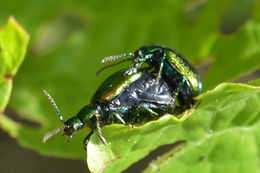 Image of <i>Gastrophysa viridula</i>