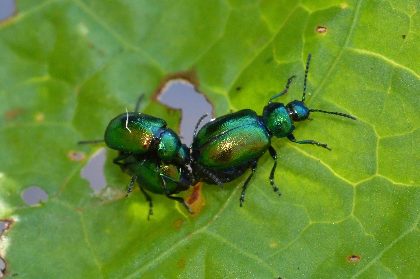 Image of <i>Gastrophysa viridula</i>